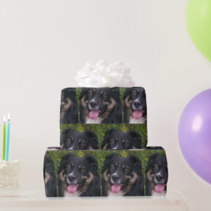 Papier Cadeau Miniature American Shepherd Black Tri