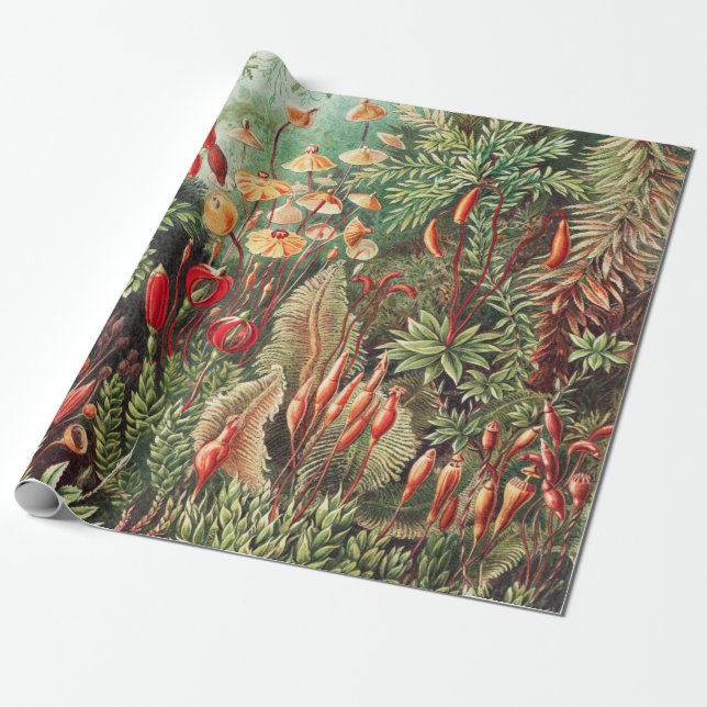Papier Cadeau Mosses, Muscinae Laubmoose par Ernst Haeckel (Déroulé)