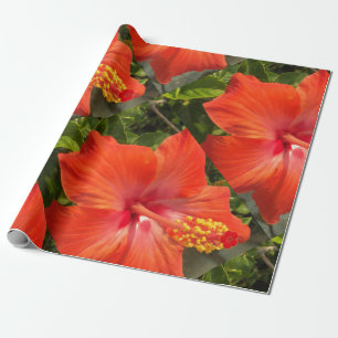 Papier Cadeau nature, hibiscus, fleur, été, floral, tropical
