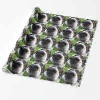 Nez de chien de border collie