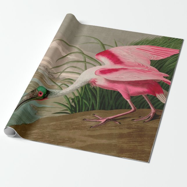 Papier Cadeau Oiseaux d'Amérique de spatule de rose Audubon Impr (Déroulé)