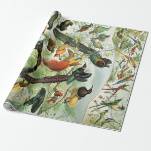 Papier Cadeau Oiseaux Vintages Ancienne illustration Animaux d'a