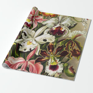 Papier Cadeau Orchidées, Orchideae Denusblumen Ernst Haeckel