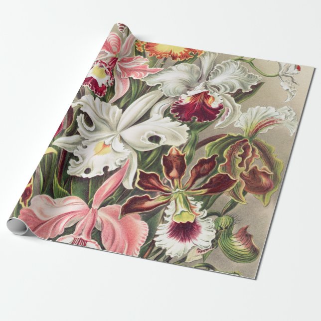 Papier Cadeau Orchidées, Orchidées Denusblumen par Ernst Haeckel (Déroulé)