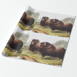 Papier Cadeau Ox musqué (Ovibos moschatus)