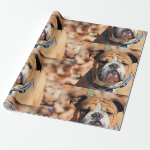Papier Cadeau Papier à enveloppement Buddy Bulldog