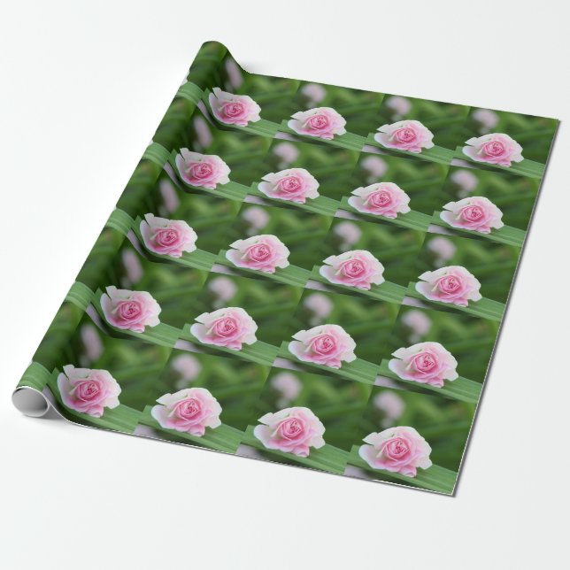 Papier Cadeau Papier d'emballage de rose de rose (Déroulé)
