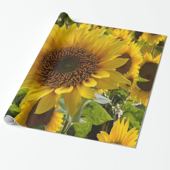Papier Cadeau Papier d'emballage Tournesol (Déroulé)