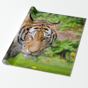 Papier Cadeau Papier d'enveloppement de tigre