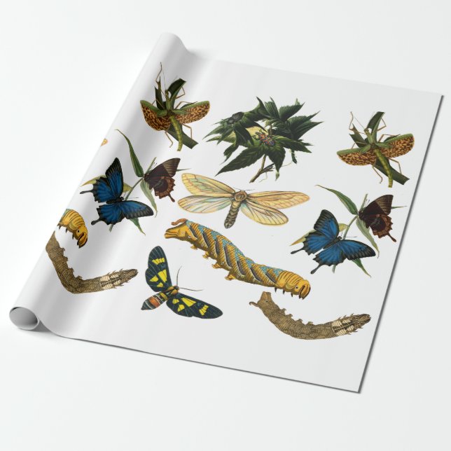 Papier Cadeau Papillons Béetle Bugs Insectes Collage Art (Déroulé)