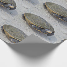 Photo de tortue