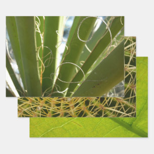 Papier Cadeau Photographie de la nature verte Feuille du Yucca