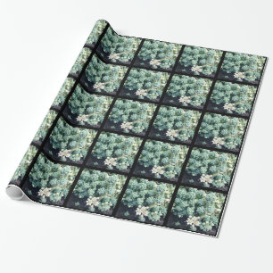 Papier Cadeau Plante grasse en fleurs