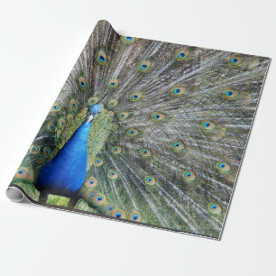 Papier Cadeau Plein plumage de paon bleu