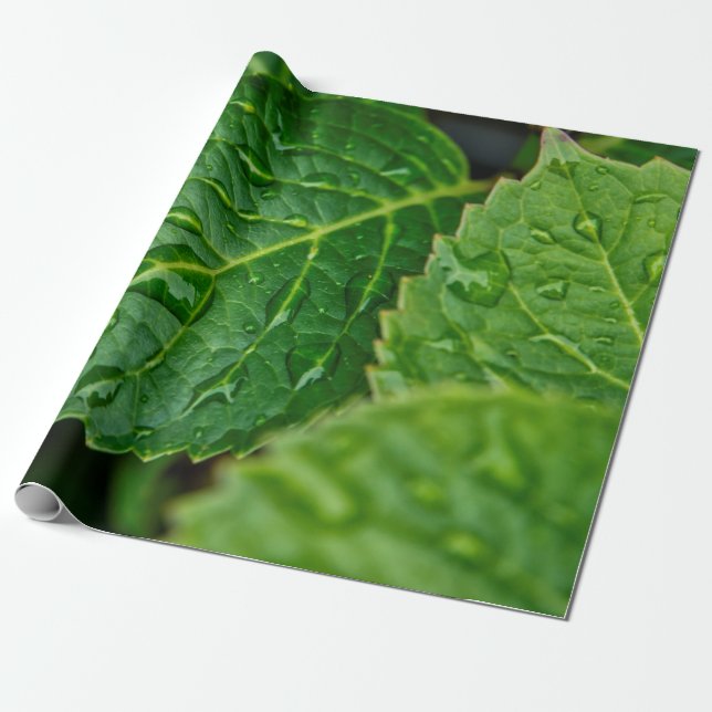 Papier Cadeau Pluie goutte d'eau feuilles humides (Déroulé)
