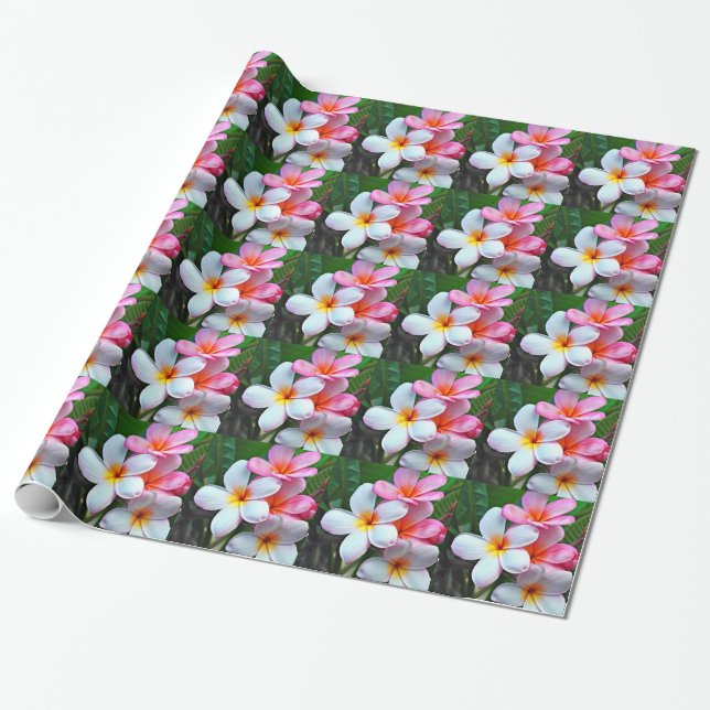 Papier Cadeau Plumeria fleurs frangipani (Déroulé)