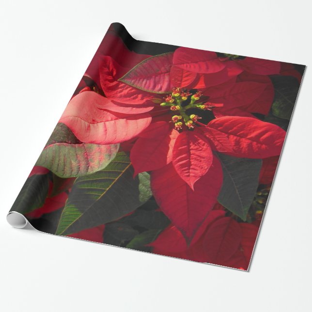 Papier Cadeau Poinsettia hawaïenne (Déroulé)
