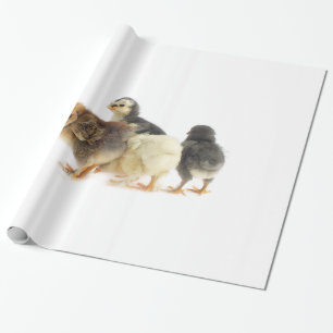Papier Cadeau poussins moelleux