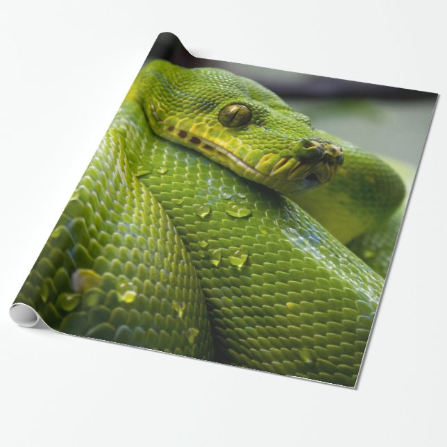 Papier Cadeau Python (Déroulé)