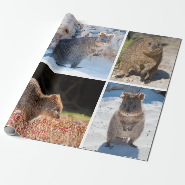 Papier Cadeau Quokka heureux et mignon de l'Australie (Déroulé)