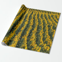 Rangées de tournesol