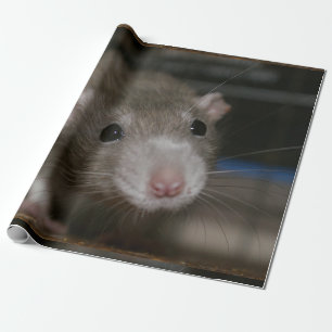 Papier Cadeau Rat curieux