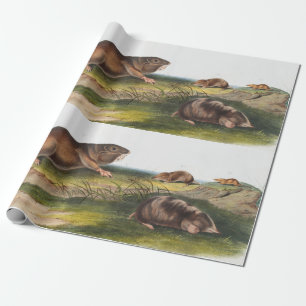 Papier Cadeau Rat Poché Sud, Schrew Mole Illustration
