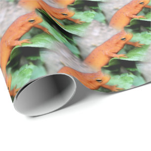 Papier Cadeau Red Eft Orange Salamander Motif animal  