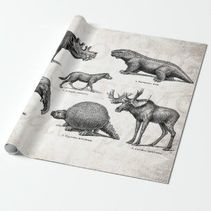 Papier Cadeau Rétros dinosaures illustration vintage de