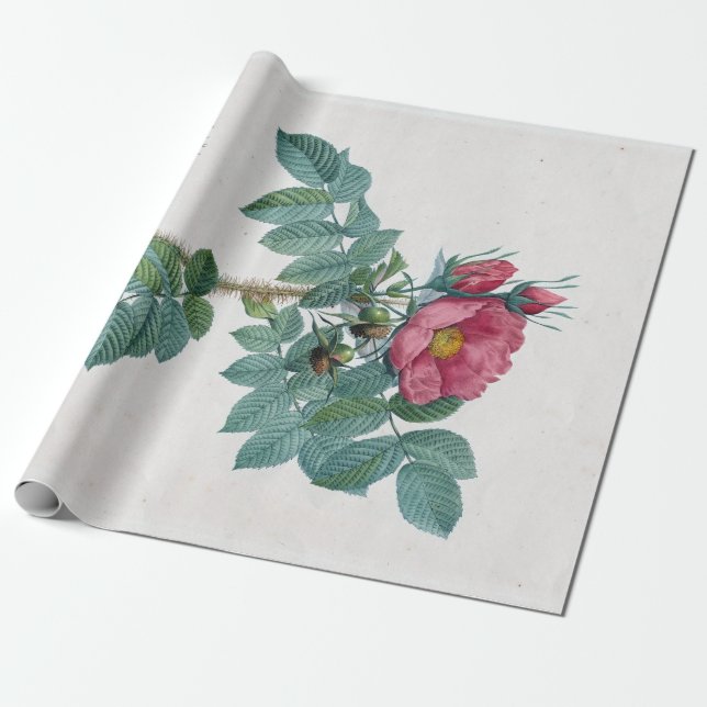 Papier Cadeau Rose Pierre-Joseph Redouté Kamtschatka (Déroulé)
