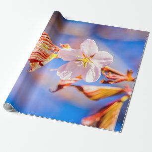 Papier Cadeau Rouge Sakura bleu ciel
