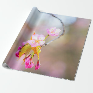 Papier Cadeau Sakura Fleurs Sur Un Pourboire Du Temps Hélix