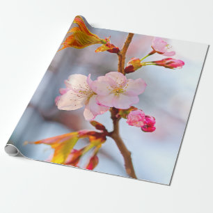 Papier Cadeau Sakura rose contre l'Arrière - plan gris