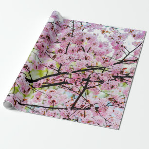Papier Cadeau Sakura Tree En Pleine Fleur Rose Au Printemps
