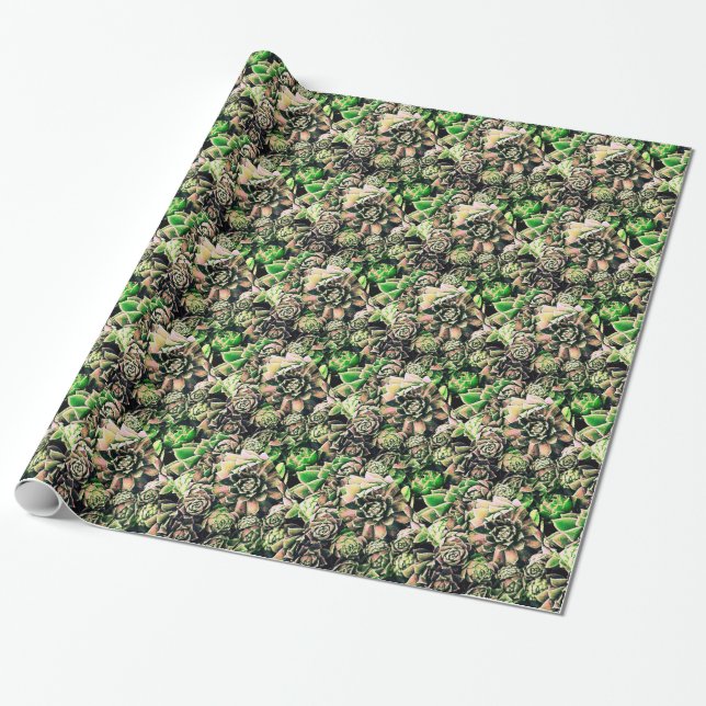 Papier Cadeau Sempervivums succulent - rose et vert (Déroulé)