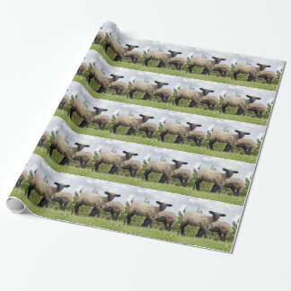 Papier Cadeau sheep