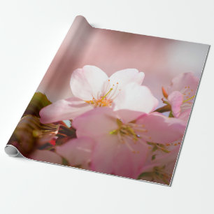 Papier Cadeau Shy Sakura Flower Shelters Lui-même Derrière Bloss