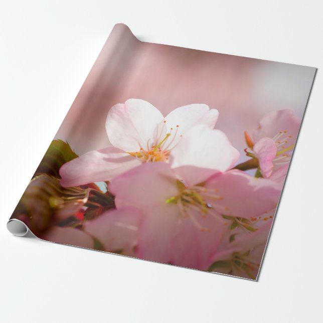 Papier Cadeau Shy Sakura Flower Shelters Lui-même Derrière Bloss (Déroulé)