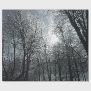 Papier Cadeau Soleil sur les arbres couverts de glace
