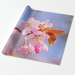 Papier Cadeau Tendances Étonnantes Des Fleurs Sakura