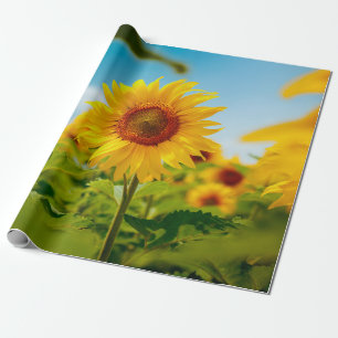 Papier Cadeau Terrain attrayant avec un clo de tournesol jaune v