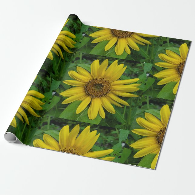 Papier Cadeau Tournesol (Déroulé)