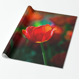 Papier Cadeau Tulipe rouge - Mystère de floraison