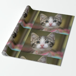 Papier Cadeau Un chaton mignon aux yeux verts
