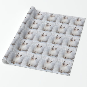 Papier Cadeau Un jeune chat de ragdoll se reposant sur la