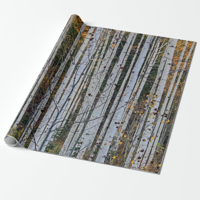 Papier Cadeau Un tremble en automne (Déroulé)