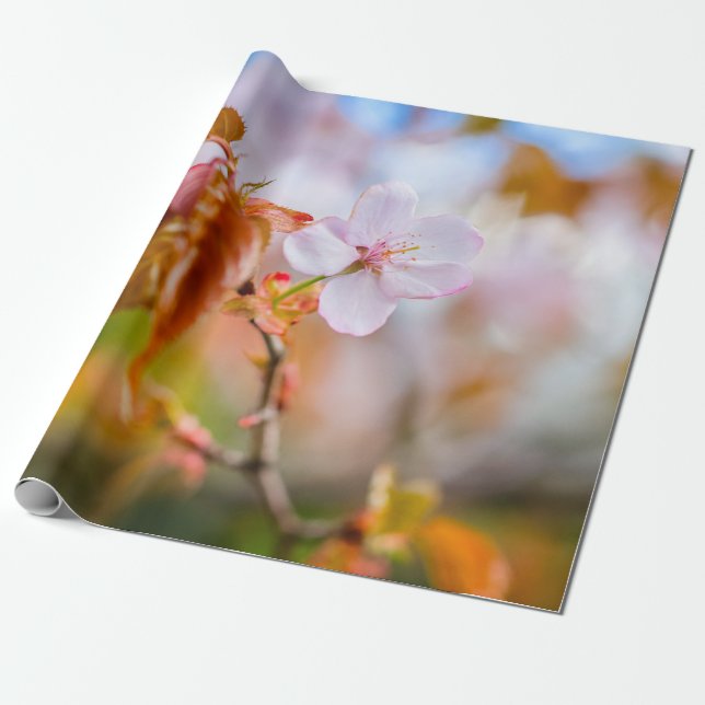 Papier Cadeau Une Fleur De Sakura De Charme Sur Une Brindille Au (Déroulé)