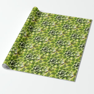 Papier Cadeau Vert Succulent Gros Plan Cactus