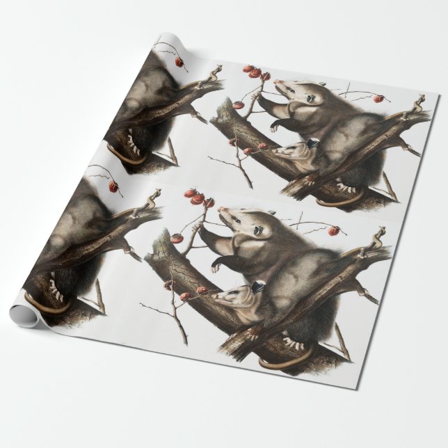 Papier Cadeau Virginian Opossum Didelphis Virginia Illustration (Déroulé)