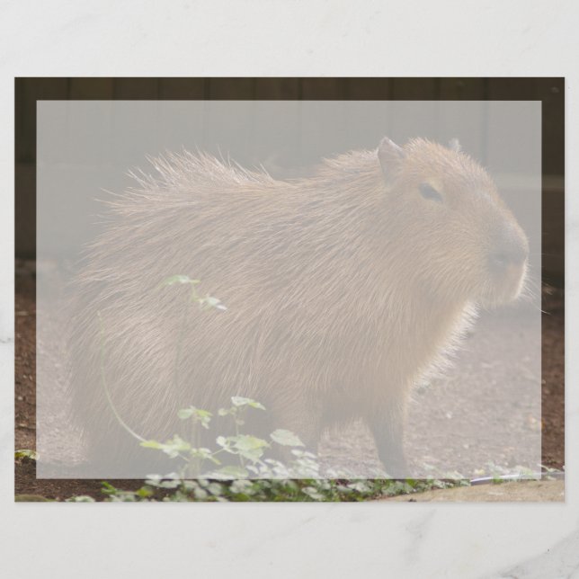 Papier Capybara (Devant)